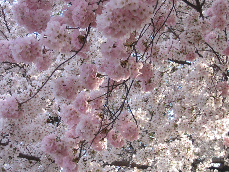 cherry_blossoms_wiki_commns