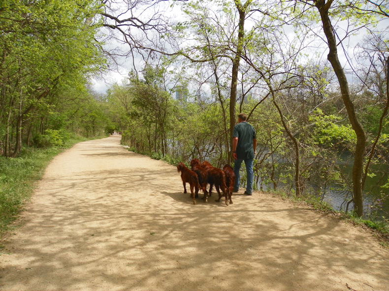 4_dogs_walking_away