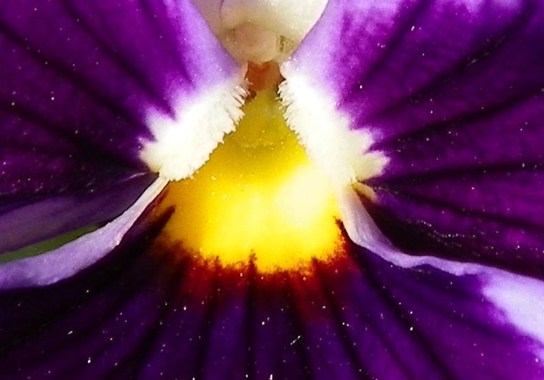 purple_pansy__crop