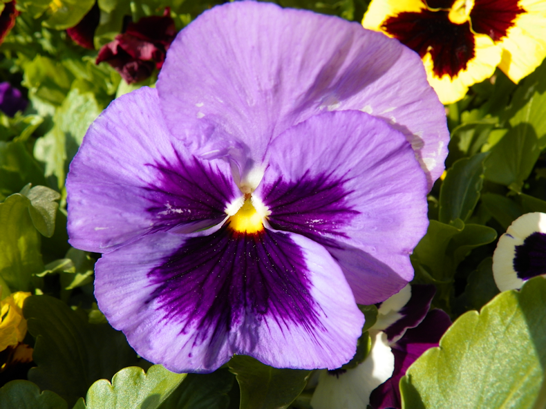 purple_pansy_march_2011