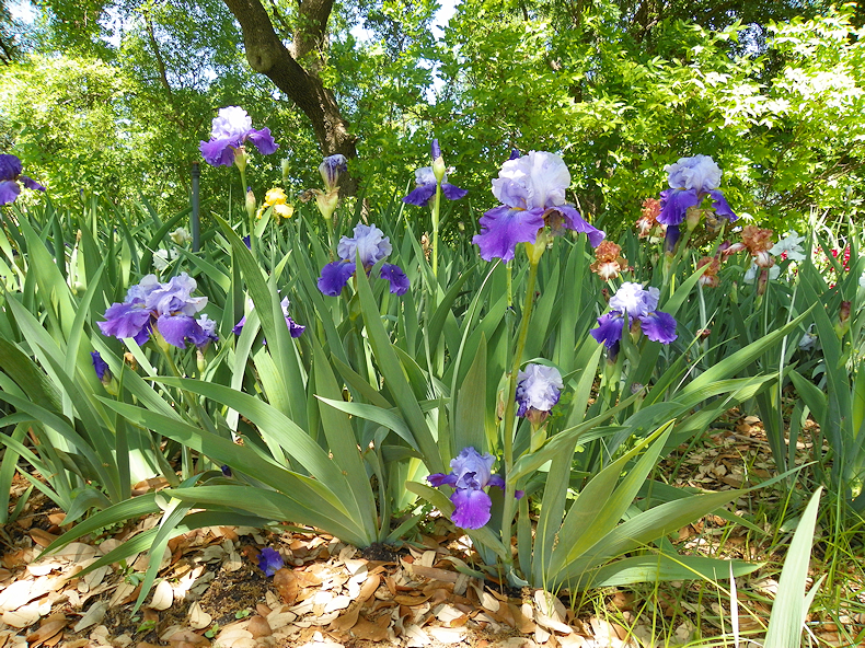 Purple_Iris