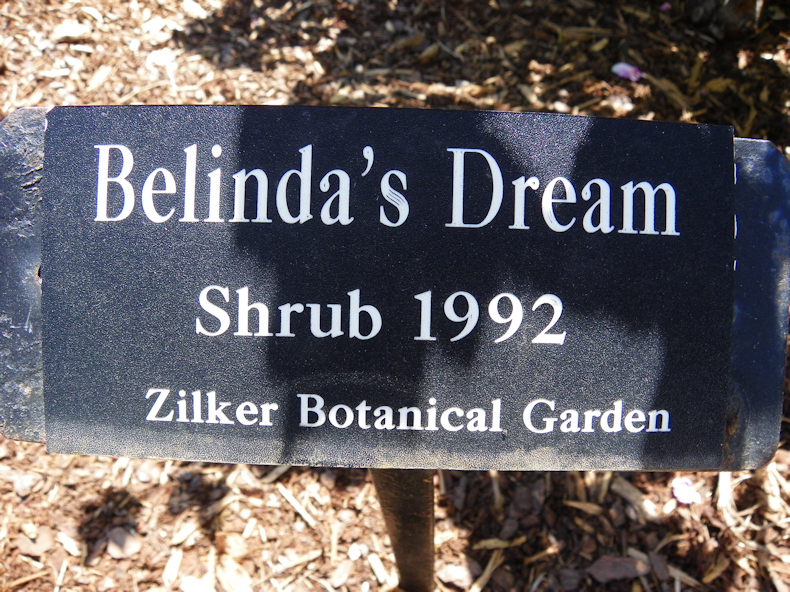 belindas_shrub